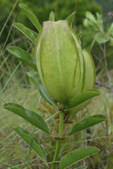 Pachycarpus appendiculatus