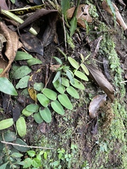 Marcgravia rectiflora