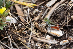 Stenobothrus grammicus