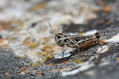 Stenobothrus grammicus