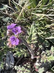 Phacelia crenulata