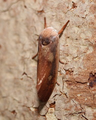 Cryptophasa rubescens