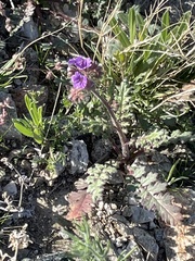 Phacelia crenulata