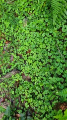 Hydrocotyle hirta