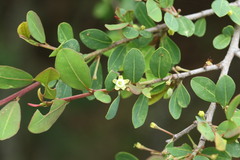Erythroxylum delagoense