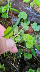 Hydrocotyle hirta