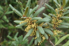 Euclea natalensis magutensis