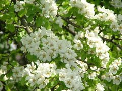 Pyrus