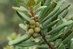 Euclea natalensis magutensis