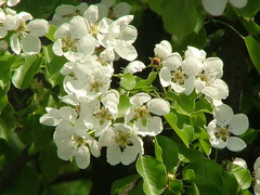 Pyrus