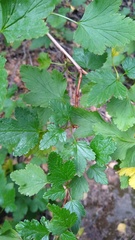 Ribes magellanicum