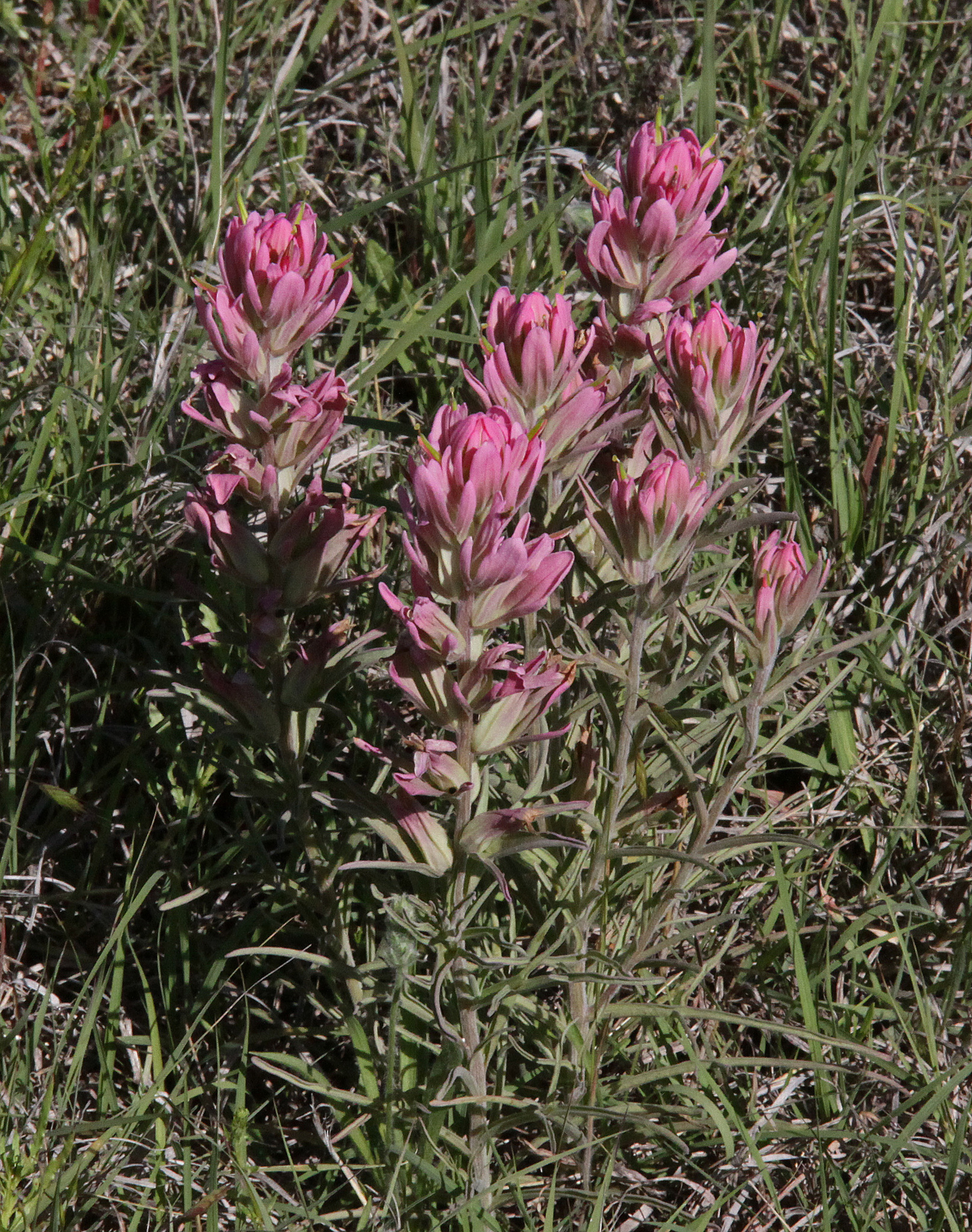 Castilleja purpurea