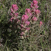 Purple Paintbrush - Photo (c) Jerry Oldenettel, some rights reserved (CC BY-NC-SA)