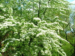 Pyrus