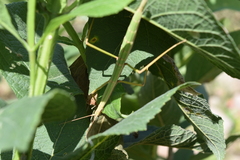 Pseudosermyle tridens