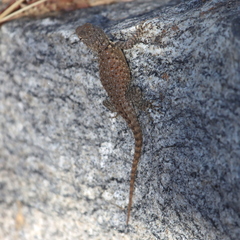 Sceloporus hunsakeri