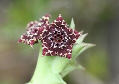 Orbea carnosa keithii