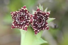 Orbea carnosa keithii