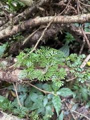 Elaphoglossum peltatum