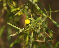 Acacia ligulata