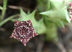 Orbea carnosa keithii