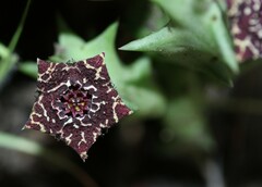 Orbea carnosa keithii