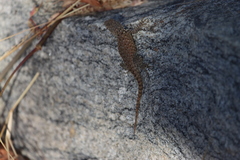 Sceloporus hunsakeri