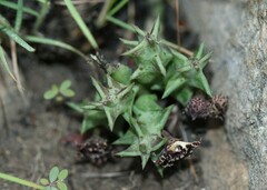 Orbea carnosa keithii