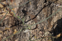 Sceloporus hunsakeri