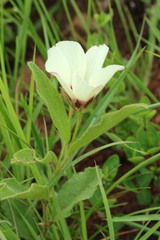 Hibiscus aethiopicus ovatus