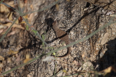 Sceloporus hunsakeri