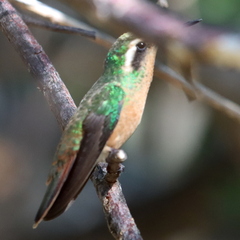 Basilinna xantusii