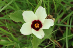 Hibiscus aethiopicus ovatus