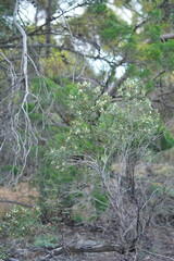 Myoporum platycarpum
