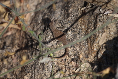 Sceloporus hunsakeri