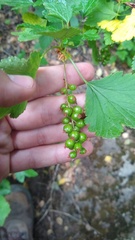 Ribes magellanicum