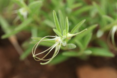 Brachystelma circinatum