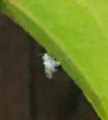 Shivaphis celti