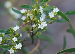 Myoporum platycarpum