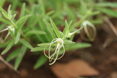 Brachystelma circinatum