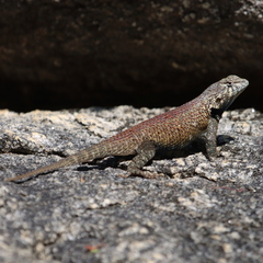 Sceloporus hunsakeri