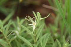 Brachystelma circinatum