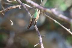 Basilinna xantusii