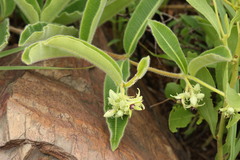 Raphionacme procumbens