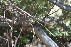 Basilinna xantusii