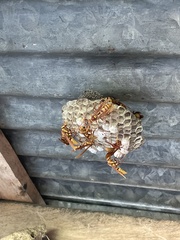 Polistes carnifex carnifex