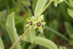 Raphionacme procumbens