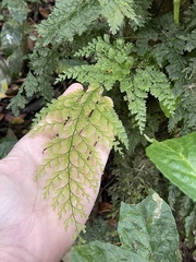 Hymenophyllaceae