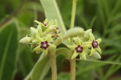 Raphionacme procumbens