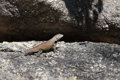 Sceloporus hunsakeri